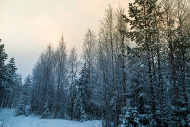 Lapland ormanında kış