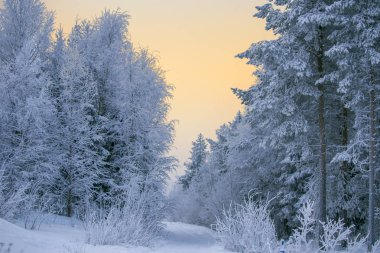 Lapland ormanında kış