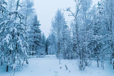 Lapland ormanında kış
