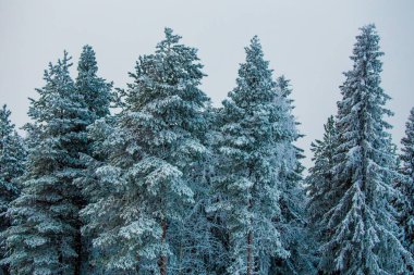 Lapland ormanında kış