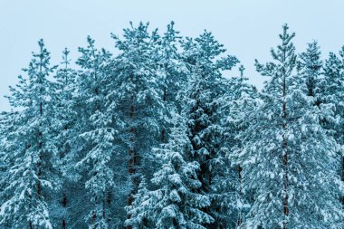 Lapland ormanında kış