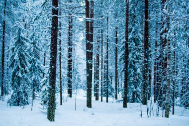 Lapland ormanında kış