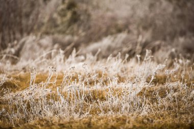 Donmuş ağaçlar, kış