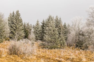 Donmuş ağaçlar, kış