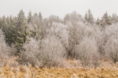 Donmuş ağaçlar, kış