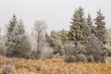 Donmuş ağaçlar, kış