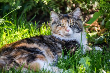 Kedi açık (Maine Coon)