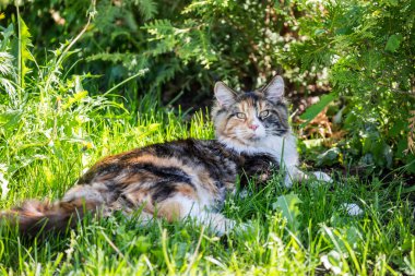 Çim açık (Maine Coon Kedi)