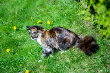 Çim açık (Maine Coon Kedi)