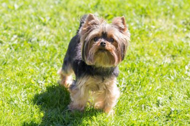 Çim açık, Yorkshire korkunç