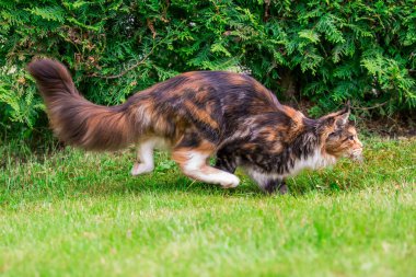 Çim açık (Maine Coon Kedi)