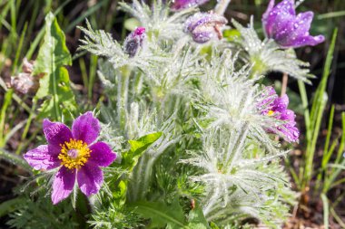Donmuş şelale Keila, Estonya