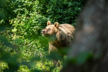 Donmuş şelale Keila, Estonya