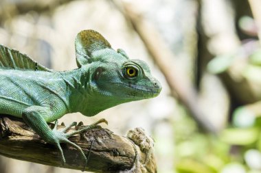 Çin (Asya) su ejderha (Physignathys cocincinus)