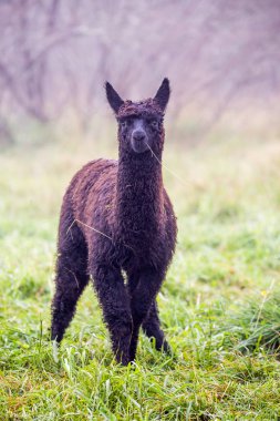 Hayvan lama genç kahverengi
