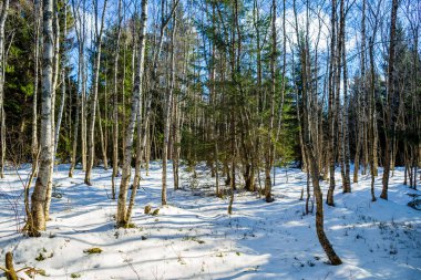 Kar Arkaplanlı Kış Ormanı