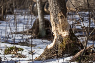 Kunduz ağaç üzerinde çalışmak