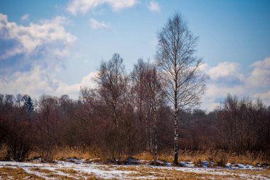 Huş alanıyla kış