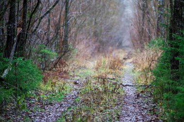 Islak orman yol yolu