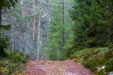 Orman yürüyüş yolu yolu