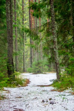 Orman yürüyüş yolu ile kar