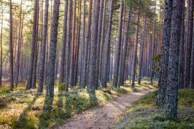 Orman yürüyüş gezi yolu