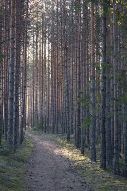 Orman yürüyüş gezi yolu