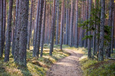 Orman yürüyüş gezi yolu