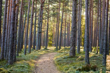 Orman yürüyüş gezi yolu