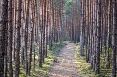 Orman yürüyüş gezi yolu