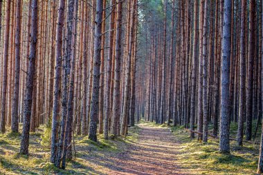 Orman yürüyüş gezi yolu