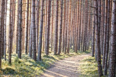 Orman yürüyüş gezi yolu