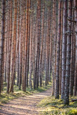Orman yürüyüş gezi yolu