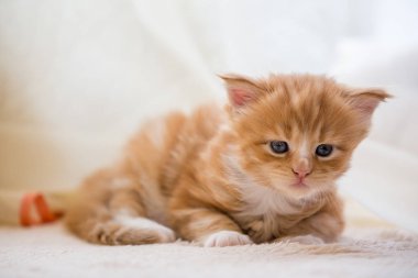 Kırmızı küçük yavru kedi maine coon