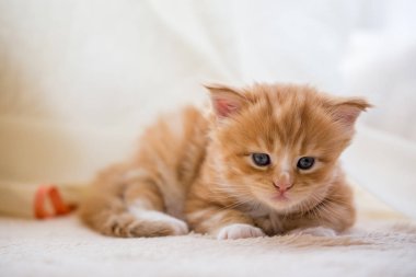 Kırmızı küçük yavru kedi maine coon