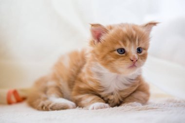 Kırmızı küçük yavru kedi maine coon