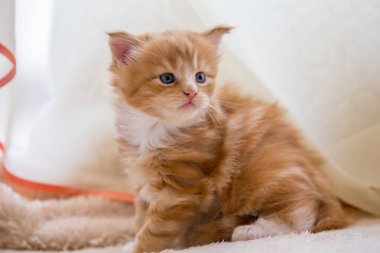 Kırmızı küçük yavru kedi maine coon