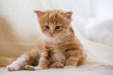 Kırmızı küçük yavru kedi maine coon