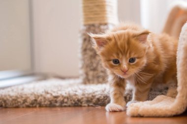 Kırmızı küçük yavru kedi maine coon