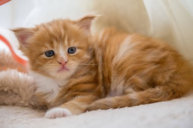 Kırmızı küçük yavru kedi maine coon