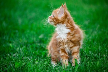 Küçük kırmızı maine coon kedi çimenlerin üzerinde