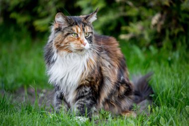 Büyük multi renk maine coon kedi çimenlerin üzerinde