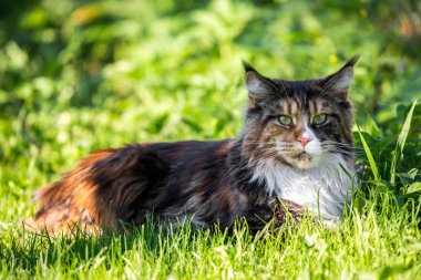 Büyük multi renk maine coon kedi çimenlerin üzerinde