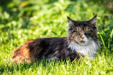 Büyük multi renk maine coon kedi çimenlerin üzerinde