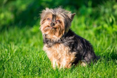 Çimenlerin üzerinde küçük yorkshire korkunç