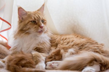Maine coon kedi kırmızı anne ile bebek