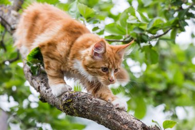 Küçük maine coon ağaç üzerinde