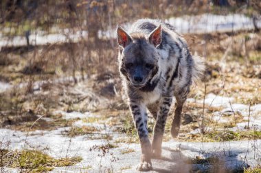 Çizgili sırtlan (Hyaena hyaena)