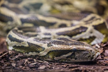 Sarı anakonda, Paraguaylı anaconda (yeşil notaeus)