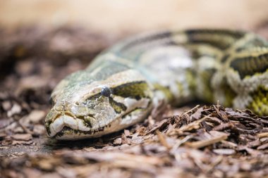 Sarı anakonda, Paraguaylı anaconda (yeşil notaeus)